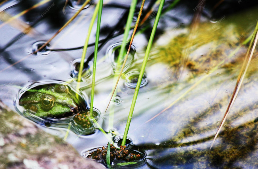 RegeneraMineral Plus